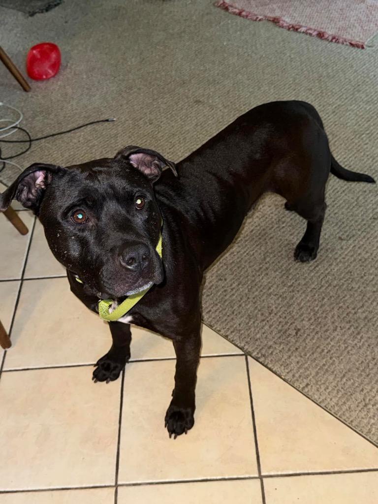 Enlarge Monson, a Adoptable mixed breed in Detroit, MI image 6/6