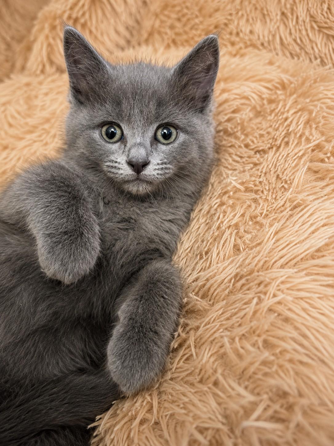 Willow, a Adoptable Domestic Short Hair in Gardnerville, NV image 2/2