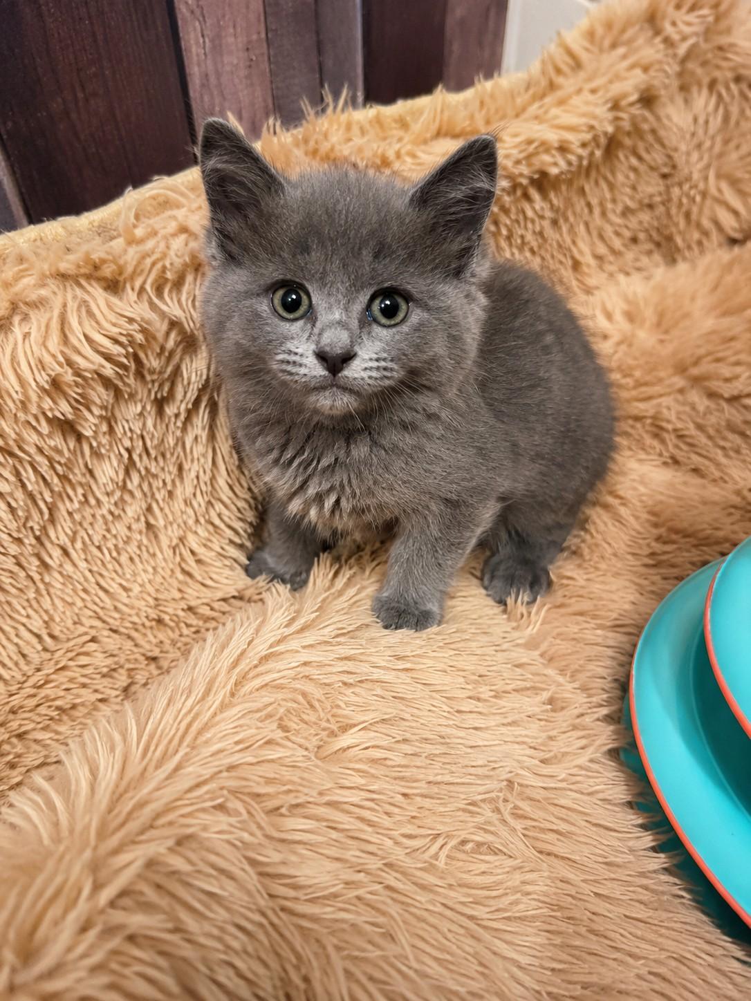 Willow, a Adoptable Domestic Short Hair in Gardnerville, NV image 1/2