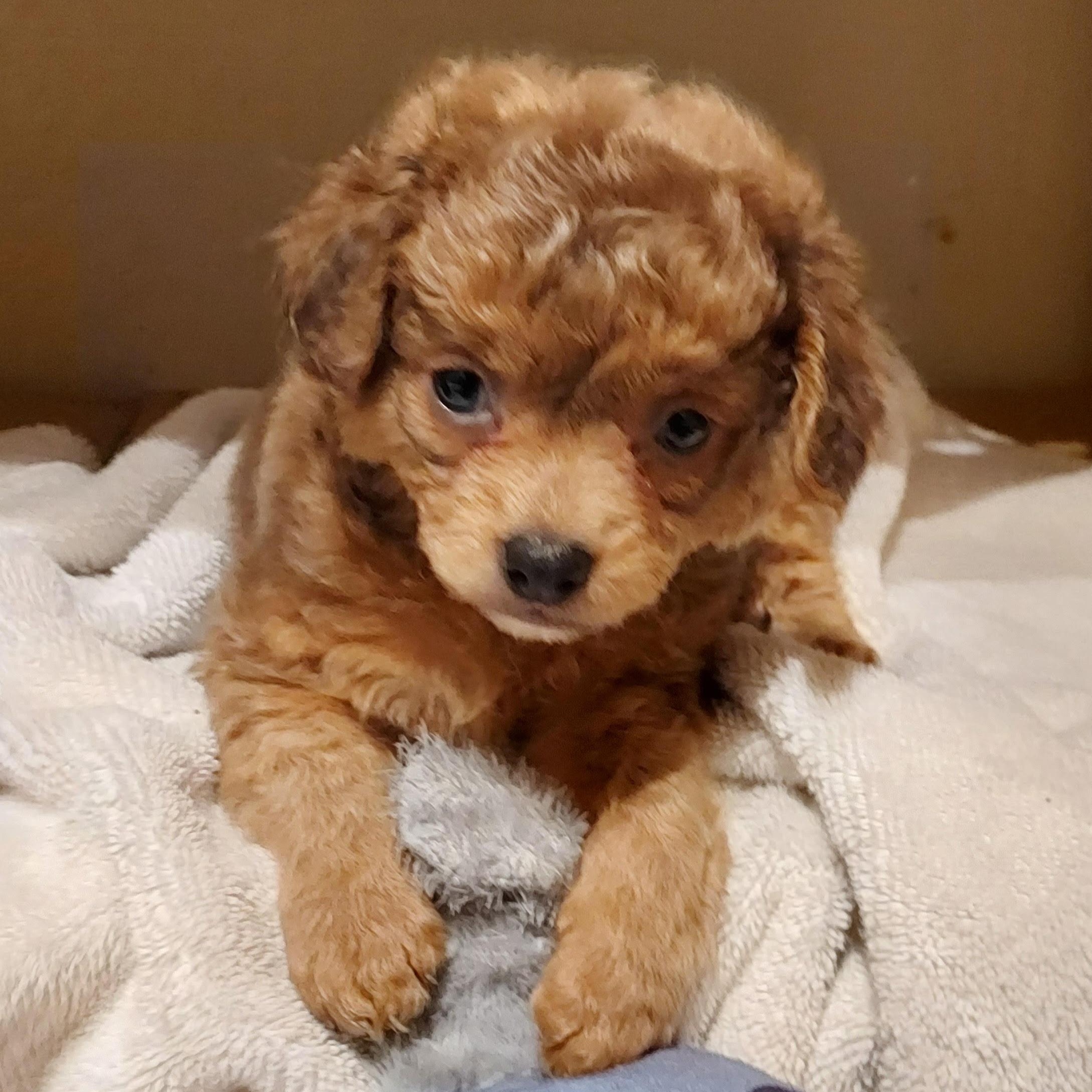 Enlarge Shaggy, an adoptable mixed breed in Sequim, WA image 3/3