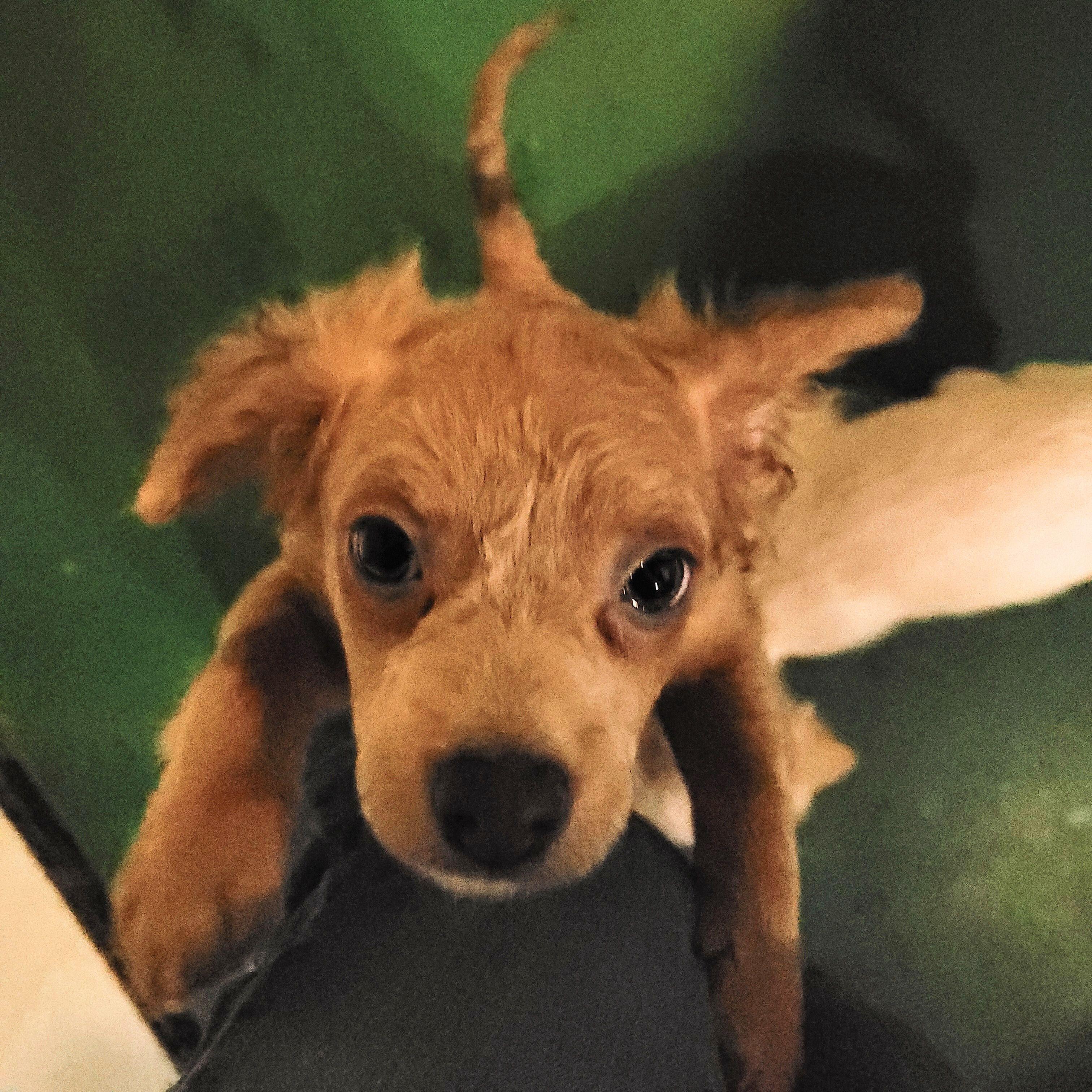 Shaggy, adopted, Puppy Male Chihuahua & Cavalier King Charles Spaniel.