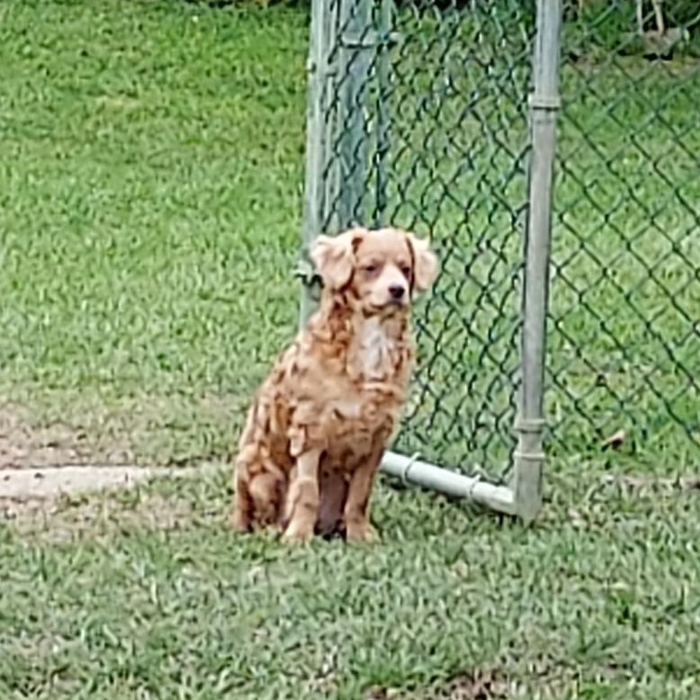 Enlarge Shaggy, an adoptable mixed breed in Sequim, WA image 2/5