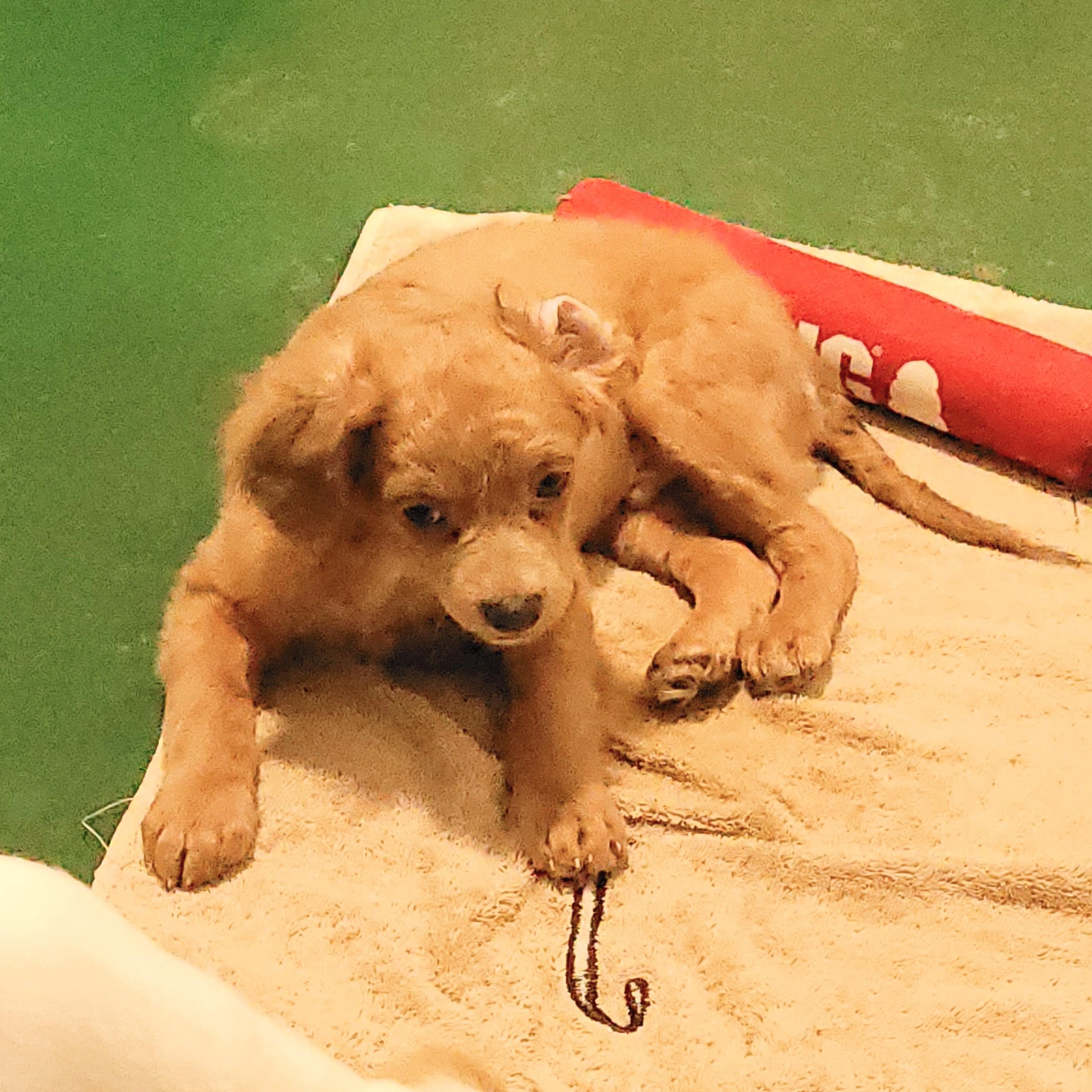 Enlarge Shaggy, an adoptable mixed breed in Sequim, WA image 2/3