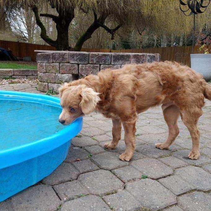 Shaggy, adoptable, Puppy Male Chihuahua & Cavalier King Charles Spaniel.