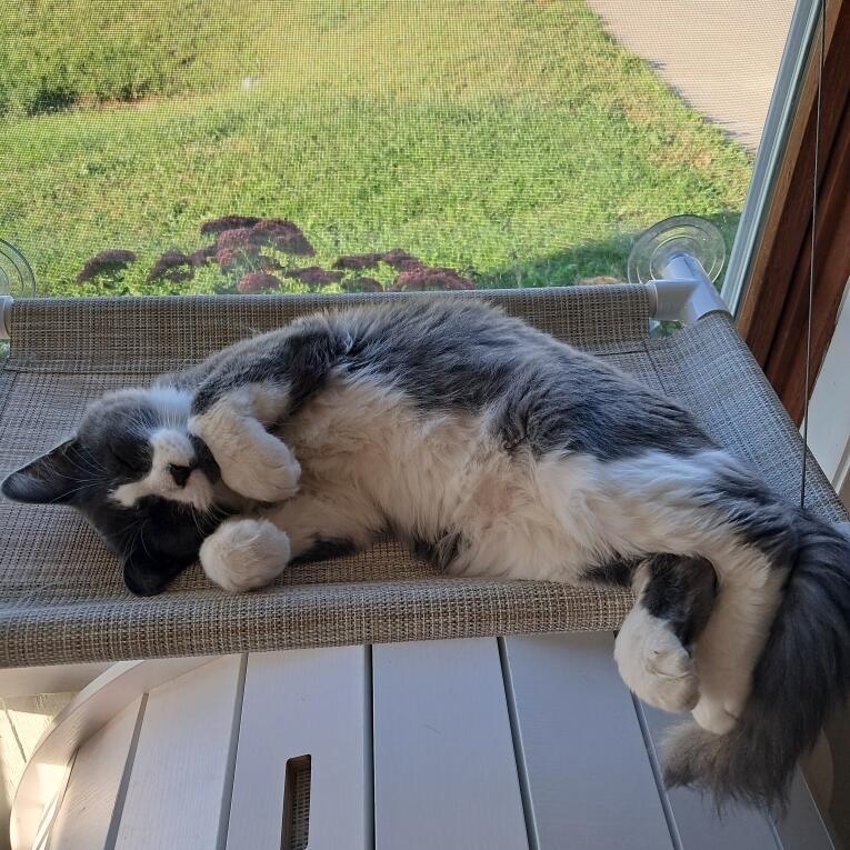 Enlarge Earl Grey, a Adoptable Domestic Short Hair in Chariton, IA image 1/6