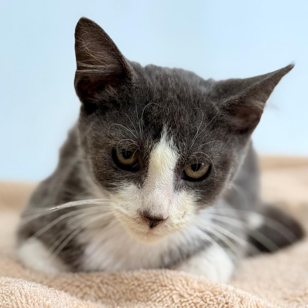 Enlarge Earl Grey, a Adoptable Domestic Short Hair in Chariton, IA image 3/6