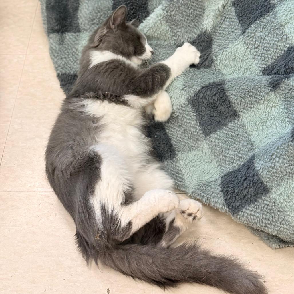 Enlarge Earl Grey, a Adoptable Domestic Short Hair in Chariton, IA image 5/6