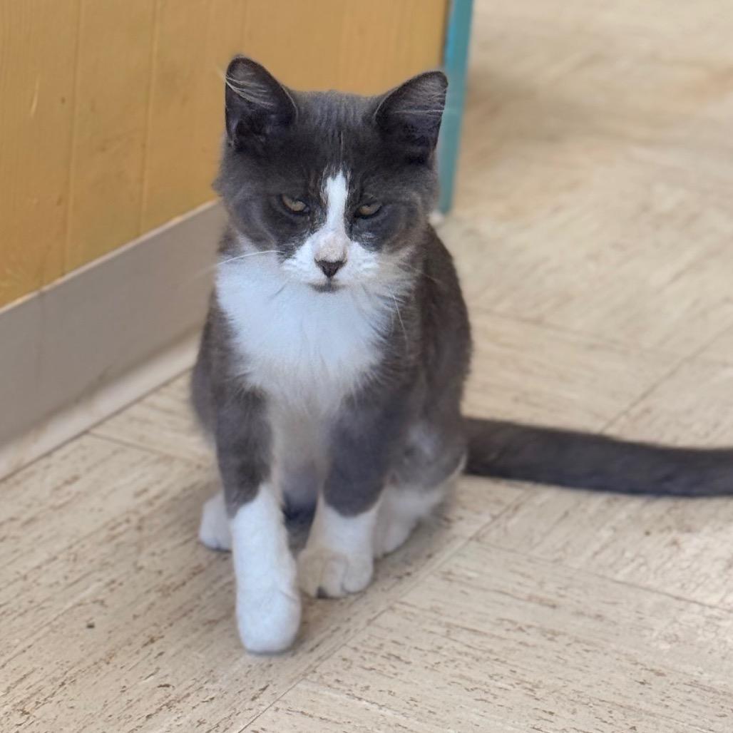 Enlarge Earl Grey, a Adoptable Domestic Short Hair in Chariton, IA image 6/6