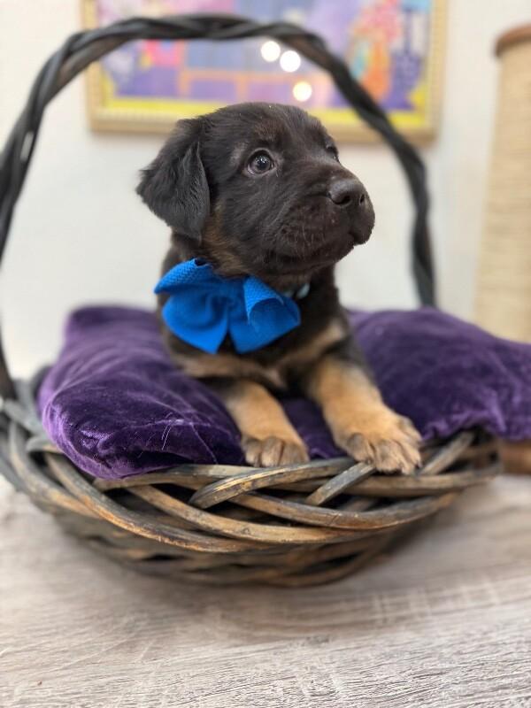 Peets Sweets — thumbnail 3