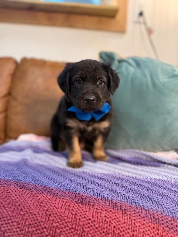 Peets Sweets — thumbnail 5