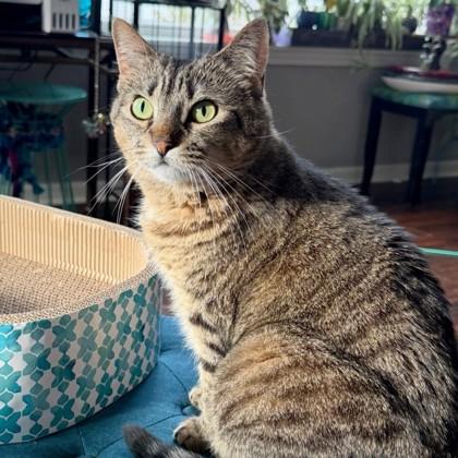 Oreo, Adoptable, Adult Female Domestic Short Hair & Domestic Short Hair.