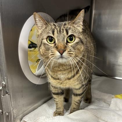 Oreo, a Adoptable mixed breed in Wheaton, IL image 1/2