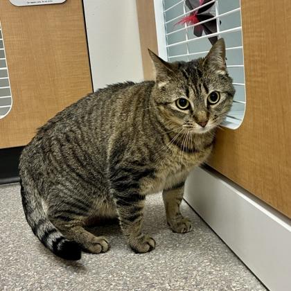 Oreo, a Adoptable mixed breed in Wheaton, IL image 2/2