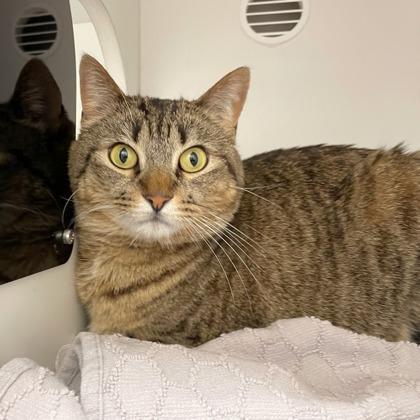 Oreo, Adoptable, Adult Female Domestic Short Hair & Domestic Short Hair.