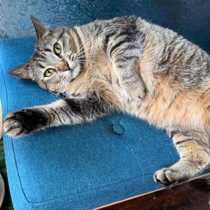 Enlarge Oreo, a Adoptable mixed breed in Wheaton, IL image 3/3
