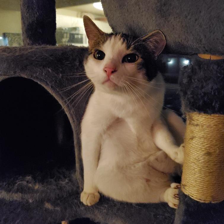 King, Adoptable, Adult Male Domestic Short Hair.