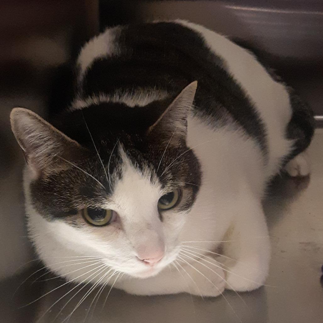 Enlarge King, a Adoptable Domestic Short Hair in Spokane, WA image 2/3