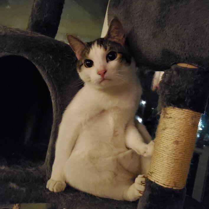 Enlarge King, a Adoptable Domestic Short Hair in Spokane, WA image 3/3