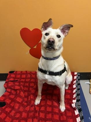 Mr. Milo, adopted, Young Male Mixed Breed.