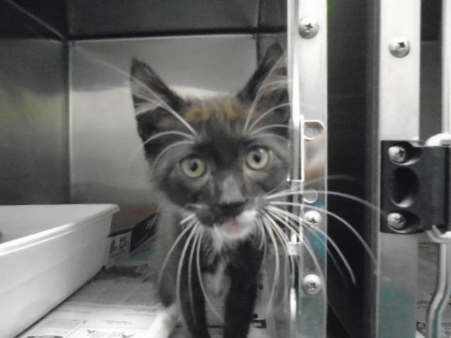 Enlarge 2019-08-136, a Adopted mixed breed in Winder, GA image 1/1