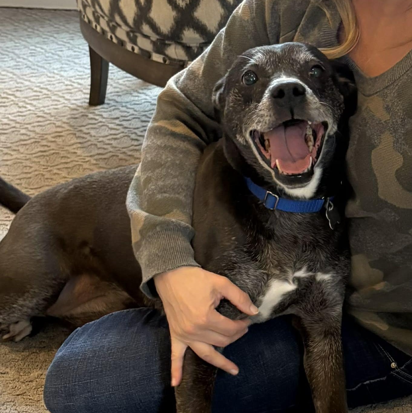 Enlarge Shiloh  3 YEARS IN A SHELTER!!  GOOD W CATS/DOGS/KIDS, a ADOPTABLE mixed breed in Bethel, CT image 5/5