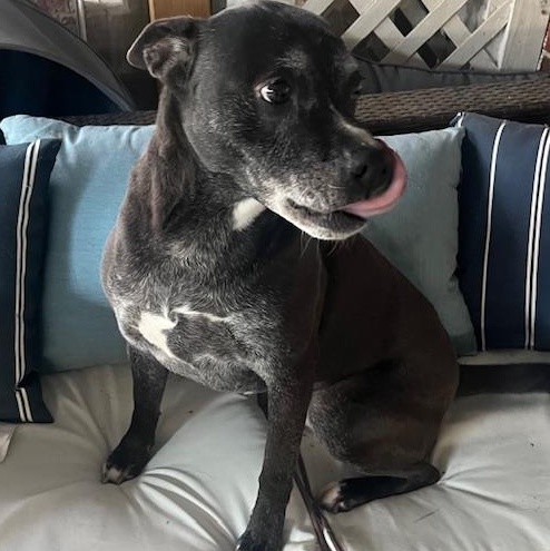 Enlarge Shiloh  3 YEARS IN A SHELTER!!  GOOD W CATS/DOGS/KIDS, a ADOPTABLE mixed breed in Bethel, CT image 2/5