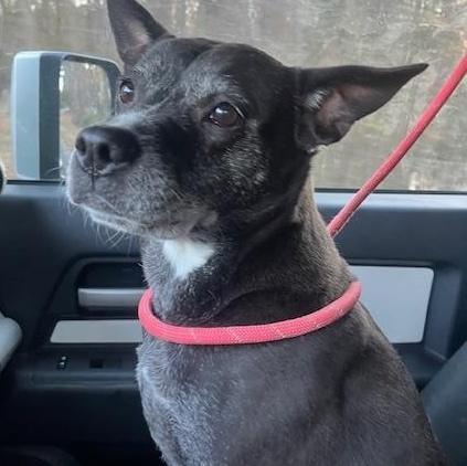 Enlarge Shiloh  3 YEARS IN A SHELTER!!  GOOD W CATS/DOGS/KIDS, a ADOPTABLE mixed breed in Bethel, CT image 3/5