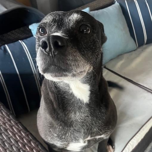 Enlarge Shiloh  3 YEARS IN A SHELTER!!  GOOD W CATS/DOGS/KIDS, a ADOPTABLE mixed breed in Bethel, CT image 1/5