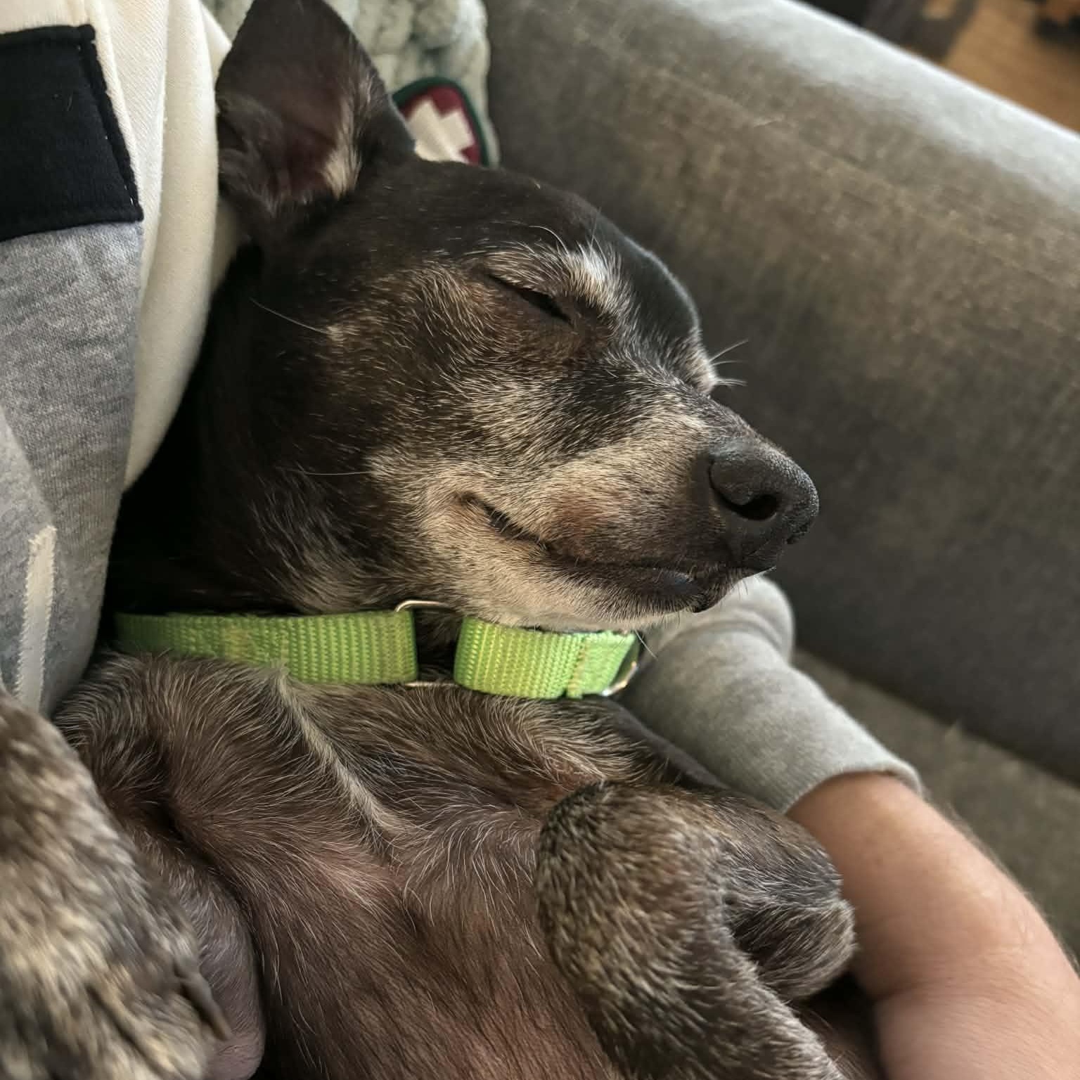 Enlarge Shiloh  3 YEARS IN A SHELTER!!  GOOD W CATS/DOGS/KIDS, a ADOPTABLE mixed breed in Bethel, CT image 4/5