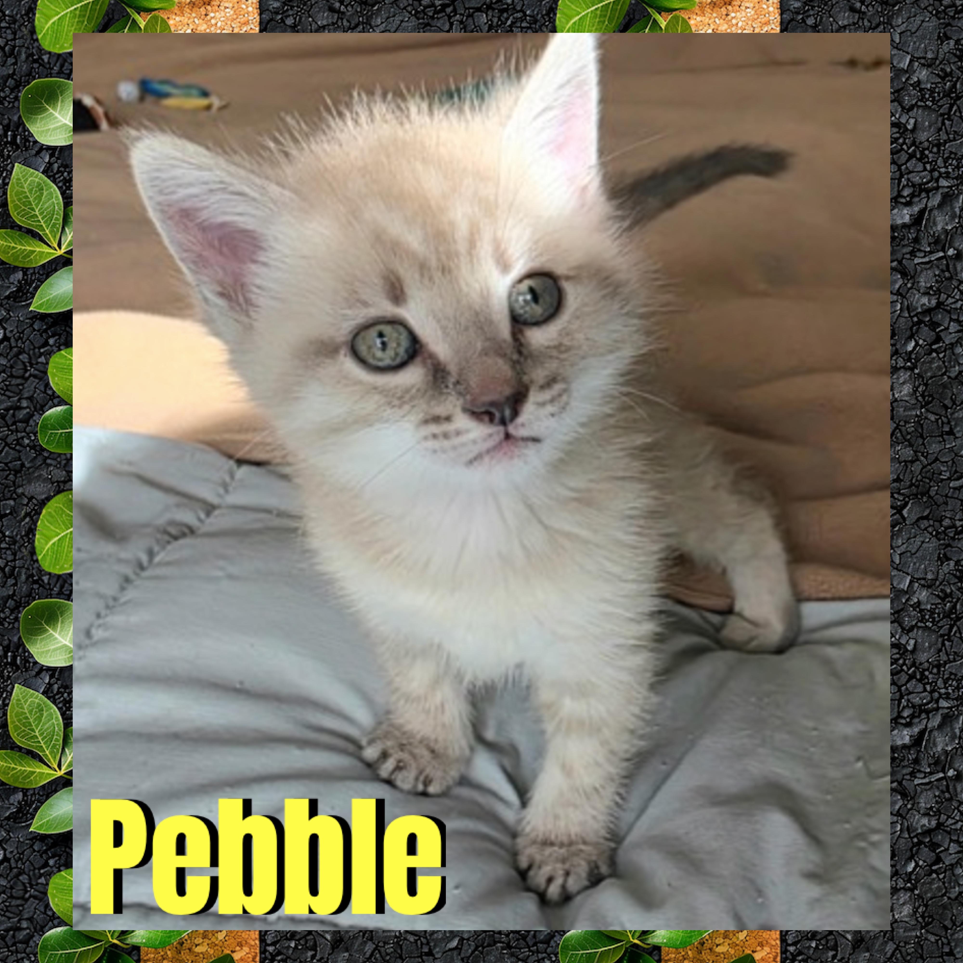 Enlarge Pebble, a Adoptable mixed breed in Red Lodge, MT image 2/4
