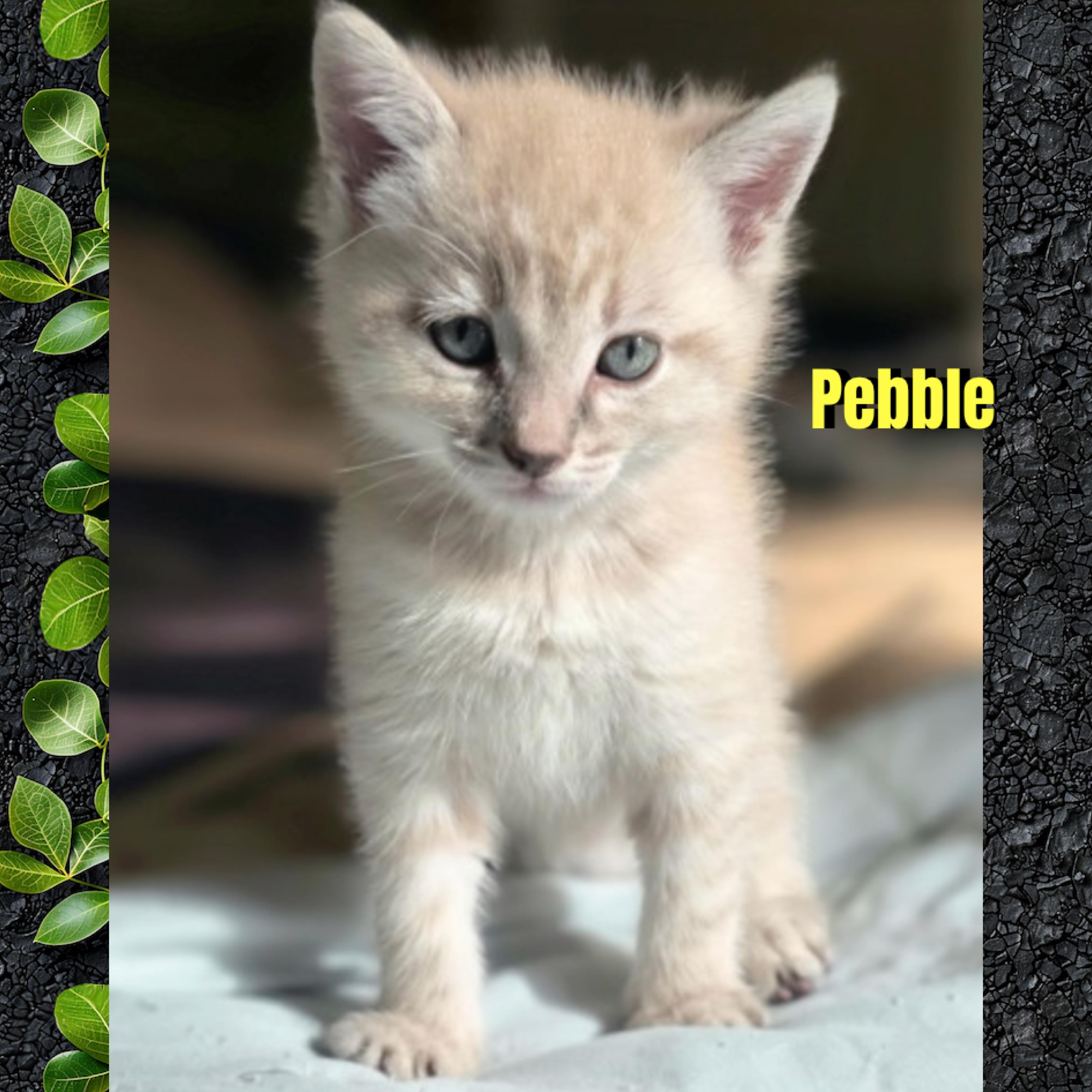 Enlarge Pebble, a Adoptable mixed breed in Red Lodge, MT image 4/4