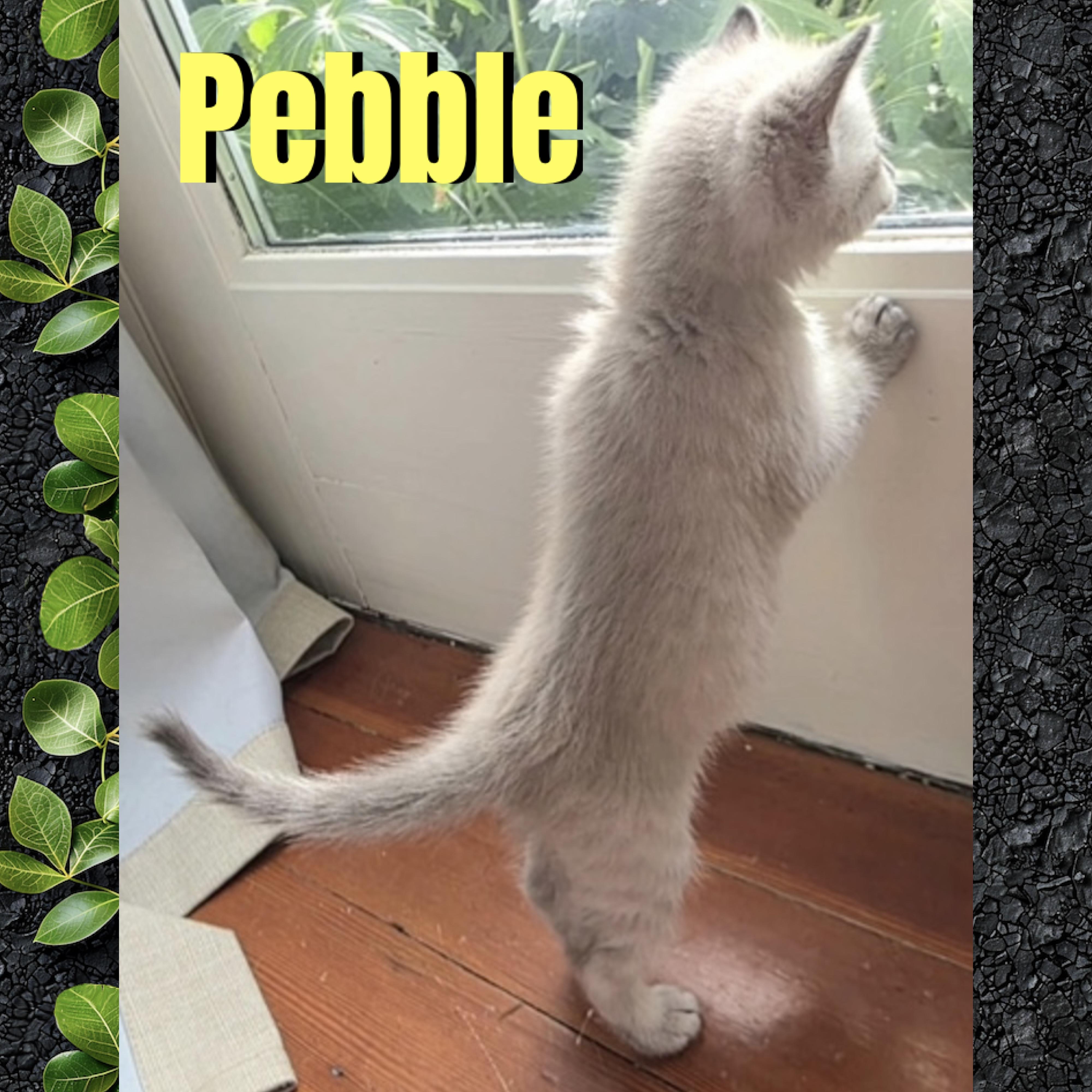 Enlarge Pebble, a Adoptable mixed breed in Red Lodge, MT image 3/4