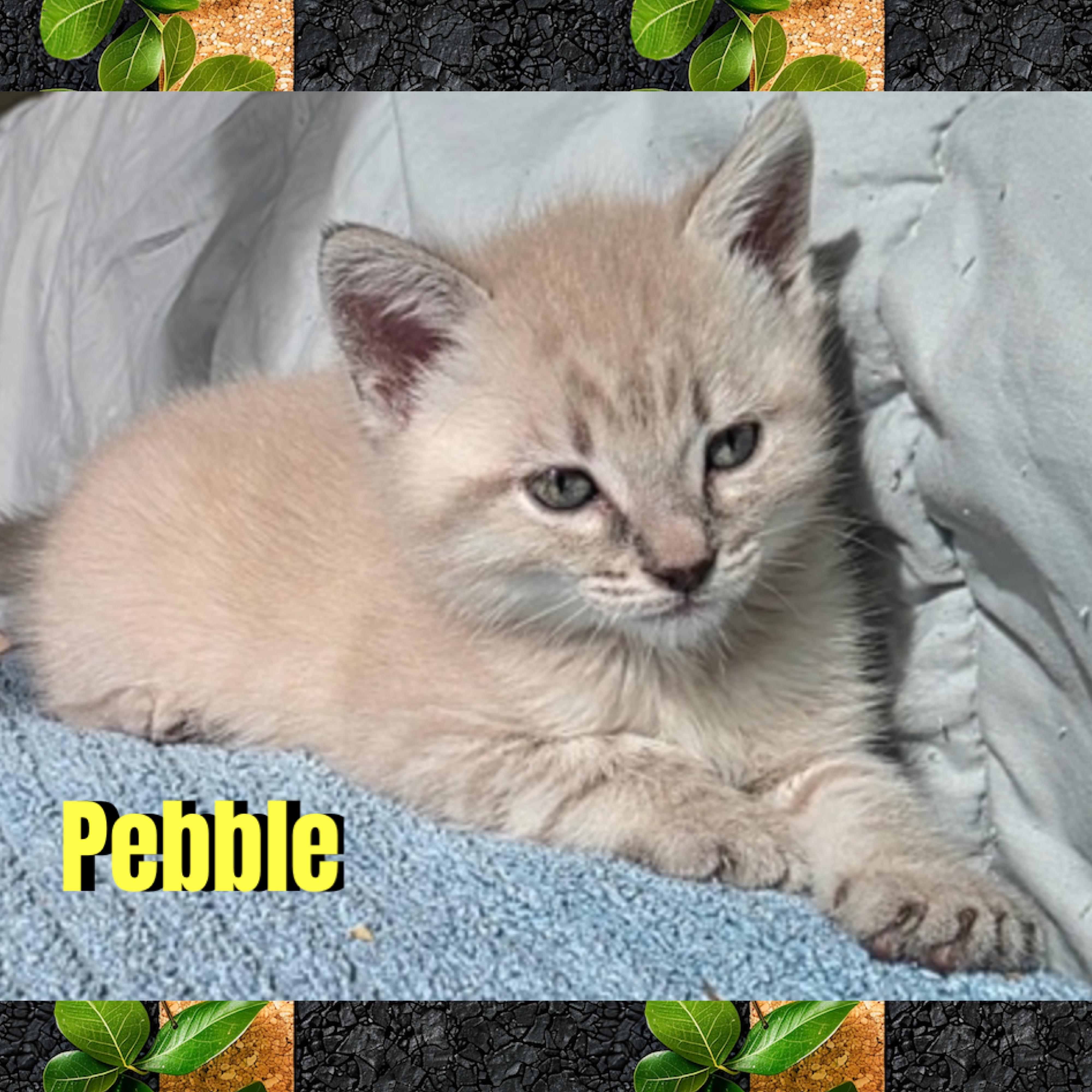 Pebble, Adoptable, Kitten Male Domestic Short Hair.