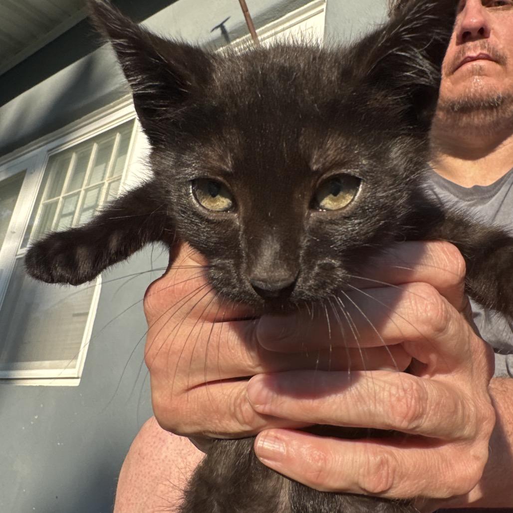 Cookie, Adoptable, Kitten Female Domestic Short Hair.