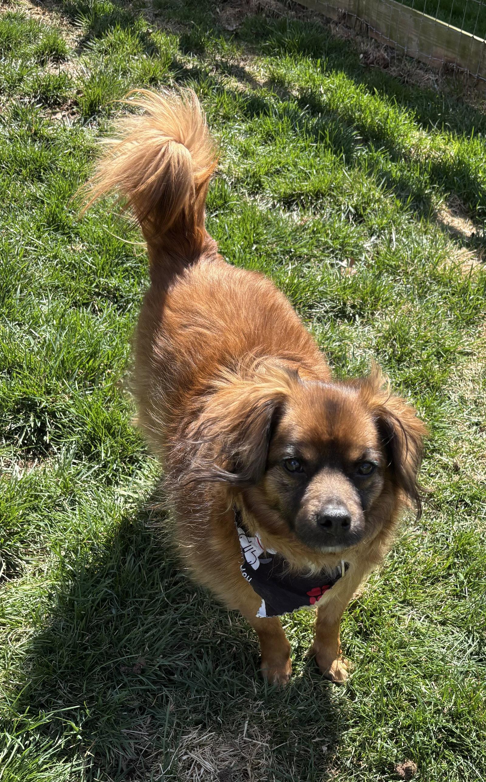 Jack jr., Adoptable, Adult Male Spaniel.