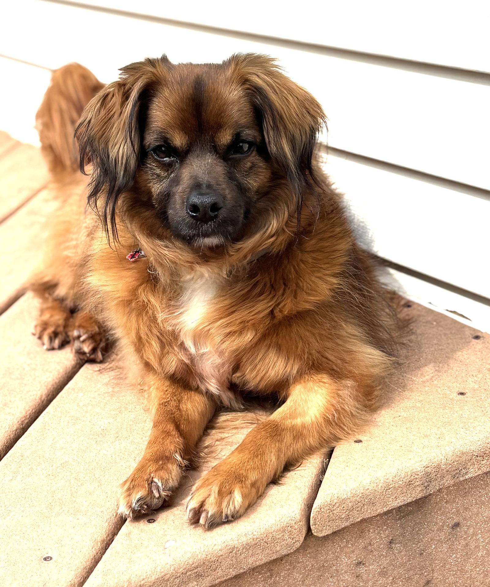 Enlarge Jack jr., a Adoptable Spaniel in Doylestown, PA image 2/3