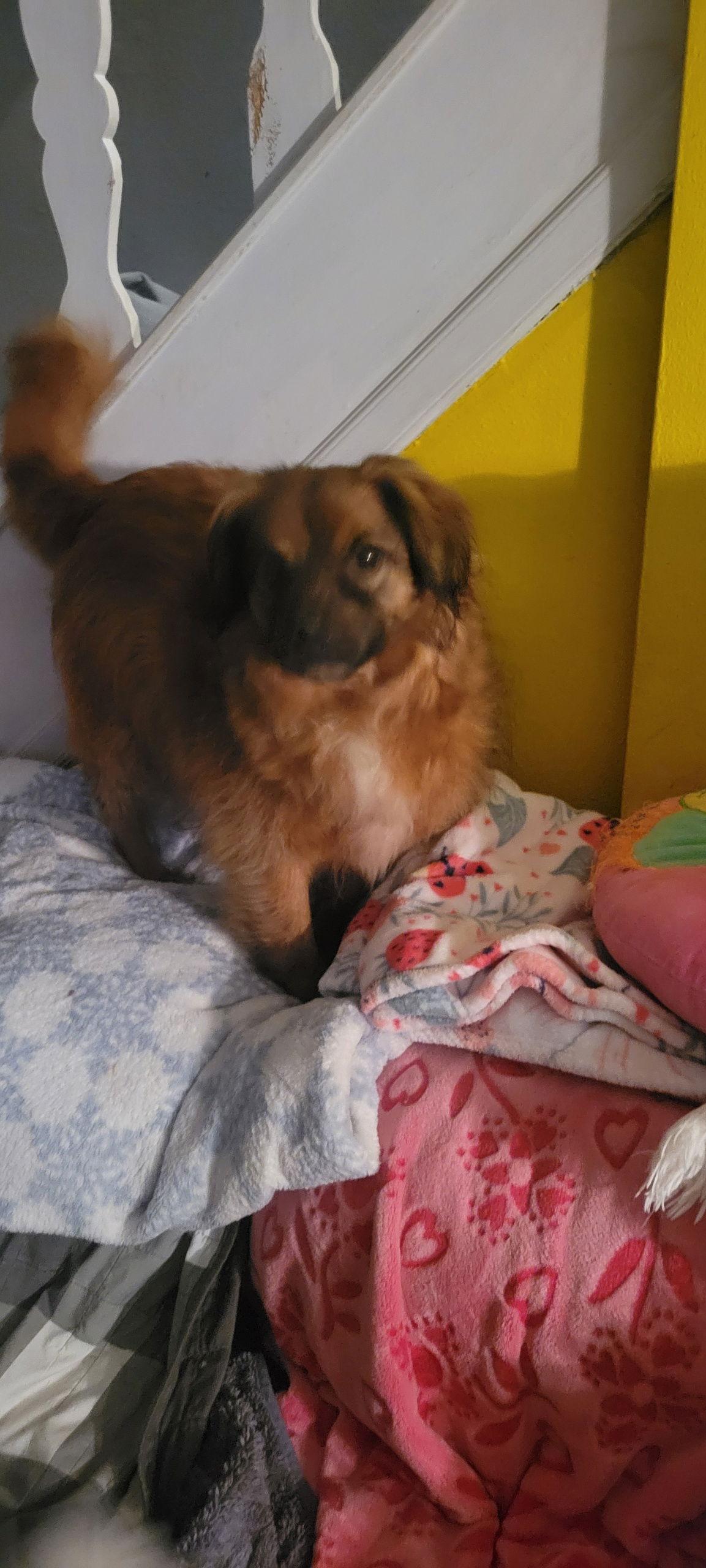 Enlarge Jack Jr, a Adoptable Spaniel in Doylestown, PA image 1/3