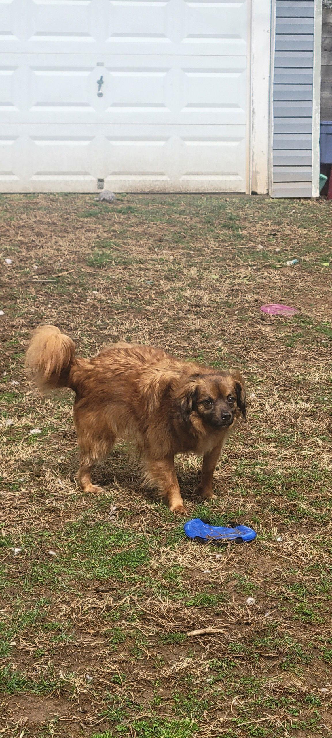Enlarge Jack Jr, a Adoptable Spaniel in Doylestown, PA image 2/3