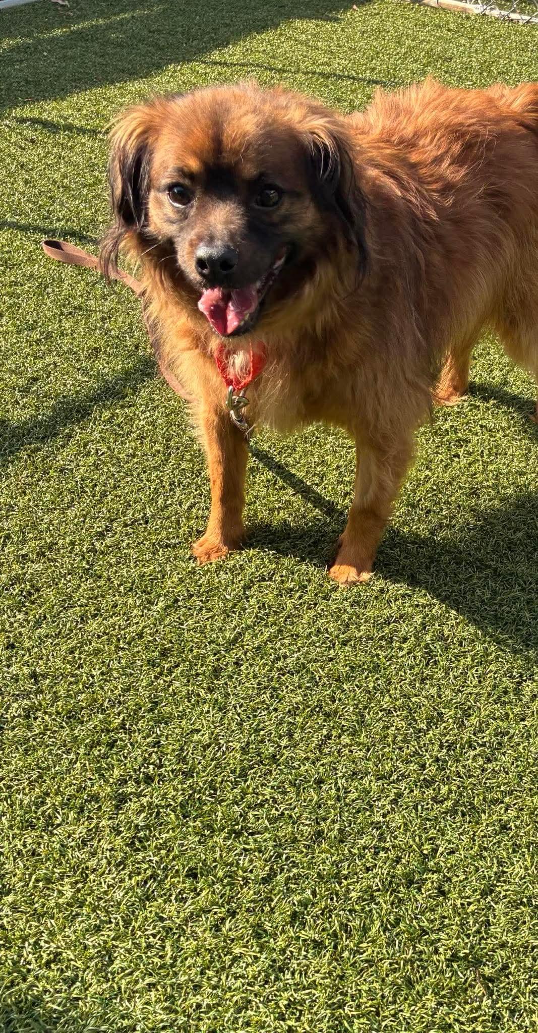 Enlarge Jack Jr, a Adoptable Spaniel in Doylestown, PA image 3/3