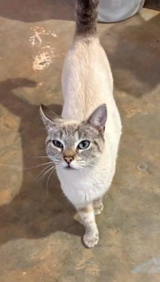 Enlarge Ginger, an adopted Siamese in Ellijay, GA image 2/6