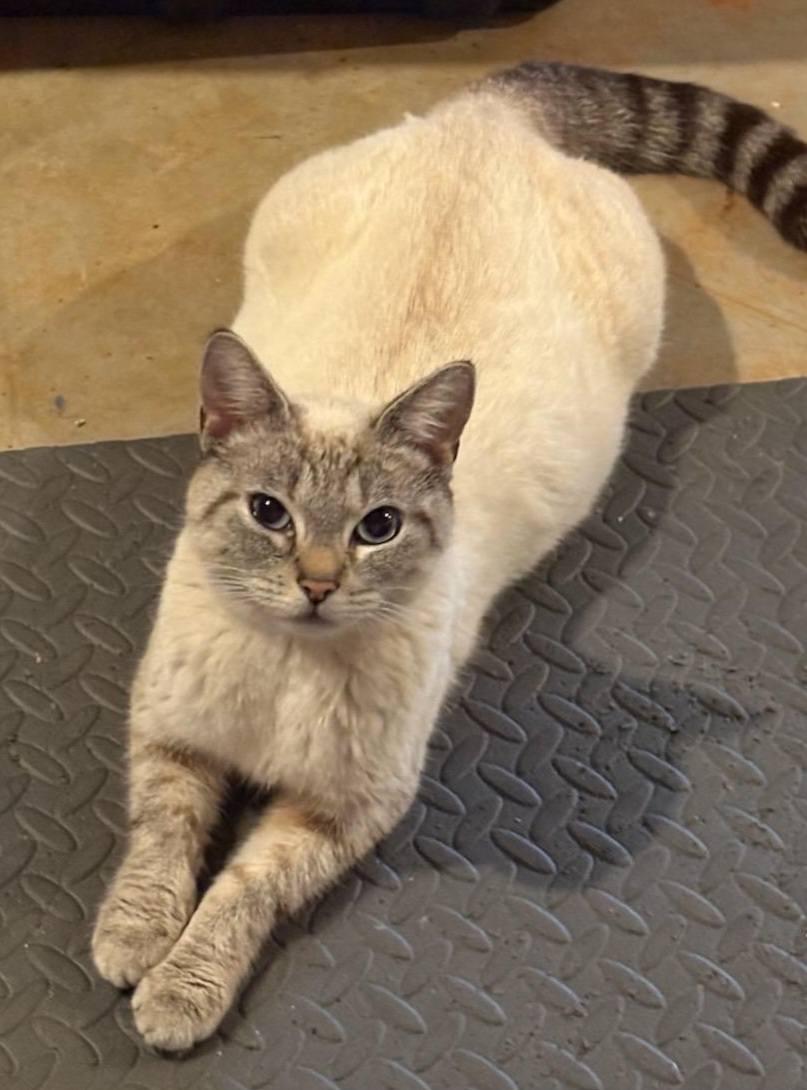 Enlarge Ginger, an adopted Siamese in Ellijay, GA image 5/6