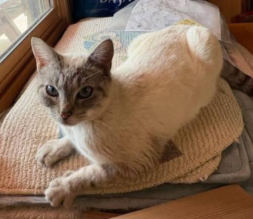 Enlarge Ginger, an adopted Siamese in Ellijay, GA image 4/6