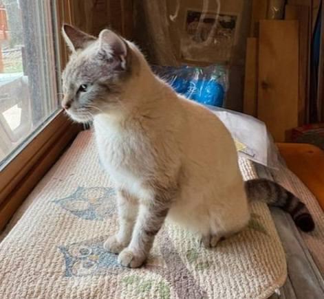 Enlarge Ginger, an adopted Siamese in Ellijay, GA image 3/6