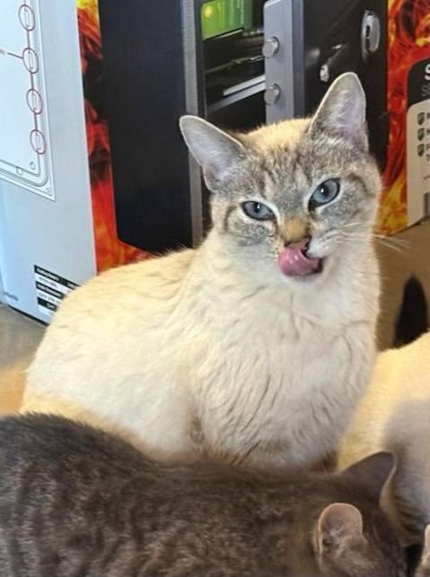 Enlarge Ginger, an adopted Siamese in Ellijay, GA image 6/6