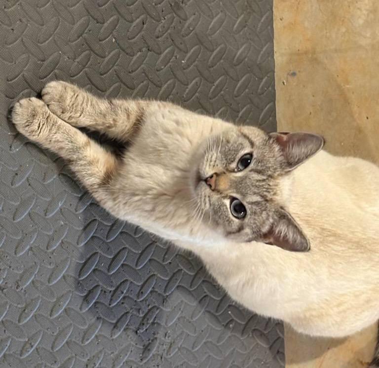 Enlarge Ginger, an adopted Siamese in Ellijay, GA image 1/6