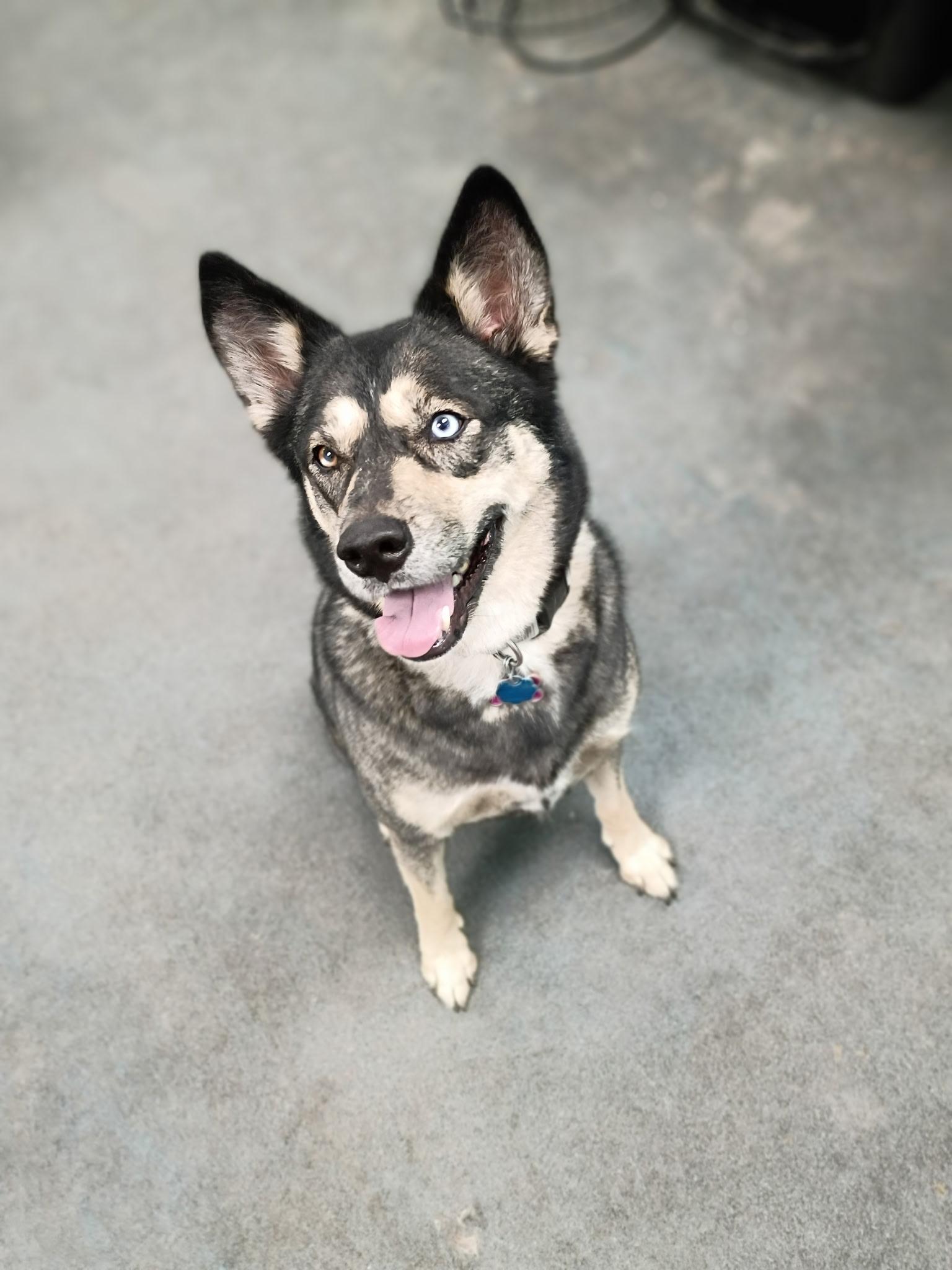Enlarge Eve, a Adoptable mixed breed in Pocatello, ID image 2/3