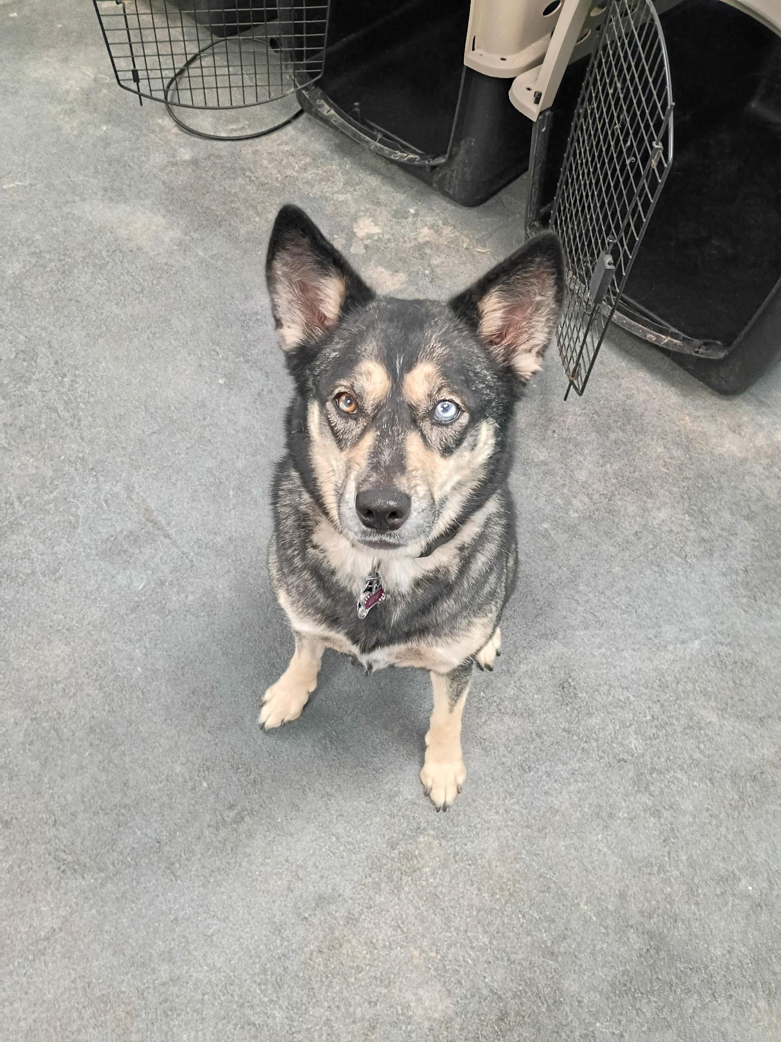Enlarge Eve, a Adoptable mixed breed in Pocatello, ID image 3/3