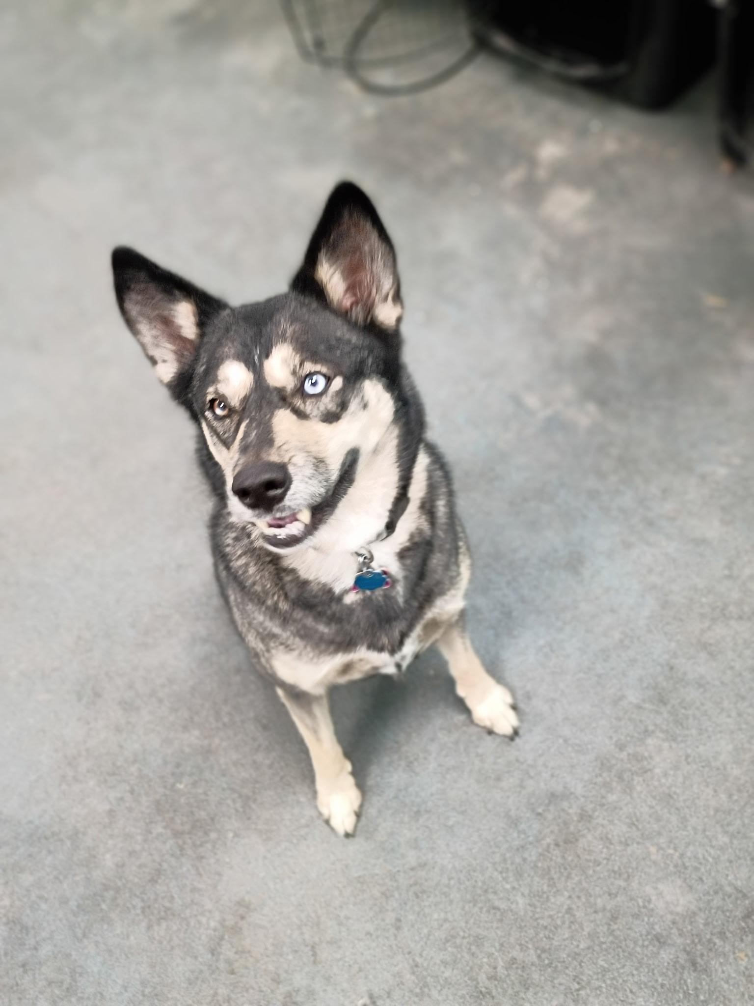 Enlarge Eve, a Adoptable mixed breed in Pocatello, ID image 1/3