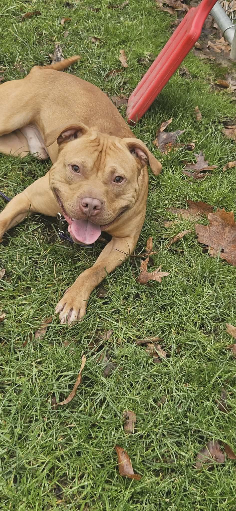 Enlarge Hank, a ADOPTABLE mixed breed in New Castle, PA image 3/6