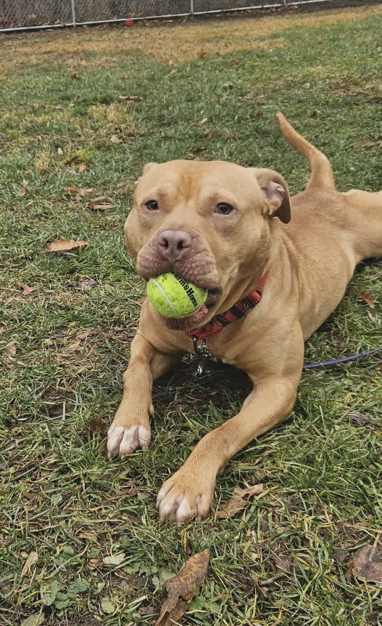 Enlarge Hank, a ADOPTABLE mixed breed in New Castle, PA image 5/6
